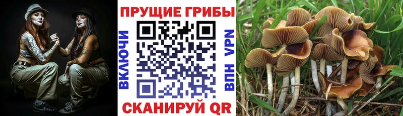 как найти   Починок  Псилоцибиновые грибы мухоморы 